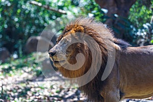 Adult male African lion.