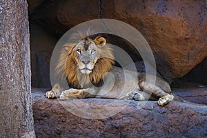 Adult male African lion.