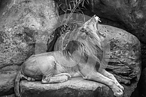 Adult male African lion.