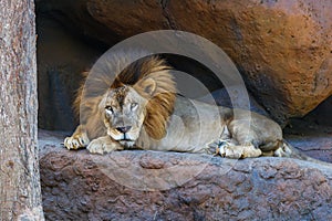 Adult male African lion.