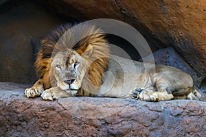 Adult male African lion.