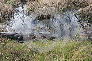 Adult male Alligator sunning beside a Gator Pond in a Florida swamp.