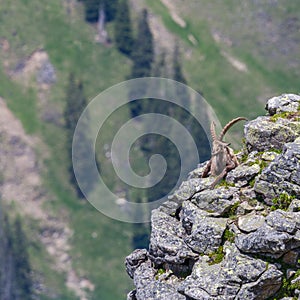 Adult male alpine capra ibex capricorn sitting on rock at abyss
