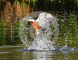 Adult Male Amazon Kingfisher photo