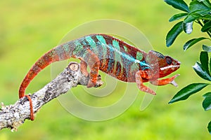 Adult male Ambilobe Panther Chameleon Furcifer pardalis