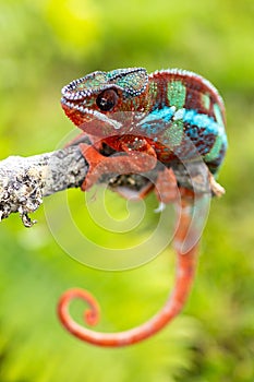 Adult male Ambilobe Panther Chameleon Furcifer pardalis