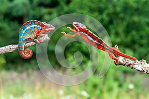 Adult male Ambilobe Panther Chameleon Furcifer pardalis