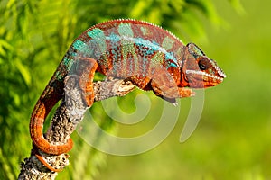 Adult male Ambilobe Panther Chameleon Furcifer pardalis photo
