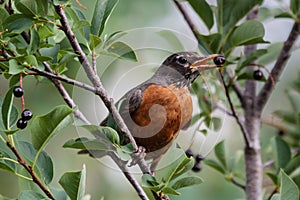 Adult Male American Robin