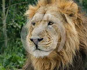 Adult male Asiatic Lion portrait, head and face, looking off into the distance with foliage background.