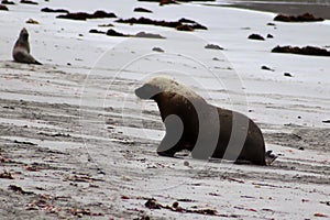 A adult male Australian Sea Lion go back the beach ,South Australia