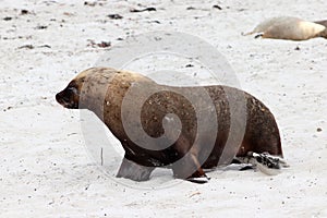 A adult male Australian Sea Lion walking on the beach ,South Australia