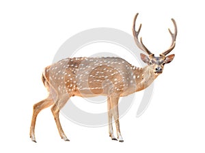 Axis deer isolated photo