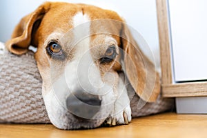Adult male beagle dog sleeping on floor. Shallow depth of field. Canine background