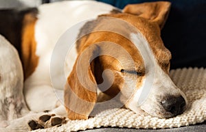 Adult male beagle dog sleeping on his pillow. Shallow depth of field.