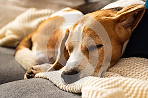 Adult male beagle dog sleeping on his pillow. Shallow depth of field.