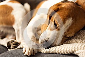 Adult male beagle dog sleeping on his pillow. Shallow depth of field.