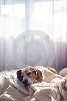 Adult male beagle dog sleeping on pillows. Shallow depth of field