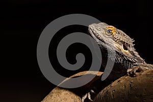 Adult male bearded dragon isolated