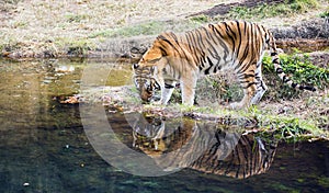 Adult male Bengal tiger Panthera tigris tigris