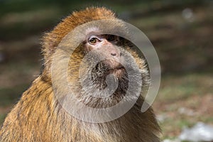 Adult male of Bertuccia, or Barberia monkey. He is a primate mammal who lives in the Atlas in Morocco. photo