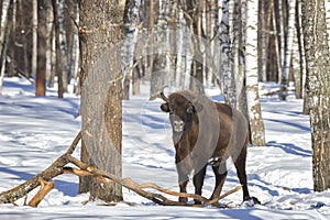 Adult male bison stands  in the snow on a winter day