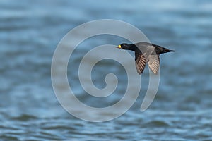 Adult male Black Scoter