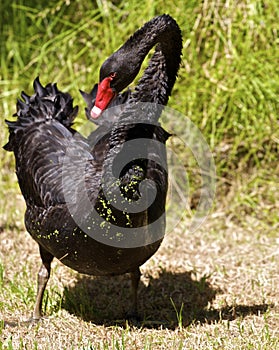 Adult Male Black Swan