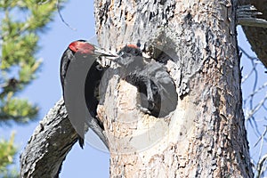 Adult male black woodpecker feeding a chick