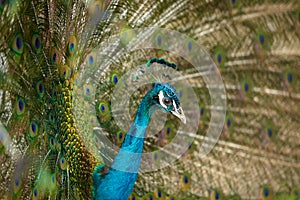 Adult male blue peacock showing its colorful feathers, close up portrait