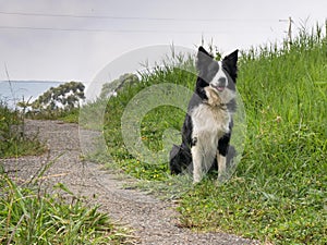 Adult male border collie seated next to a path
