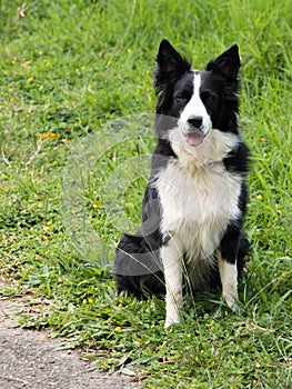 Adult male border collie vertical