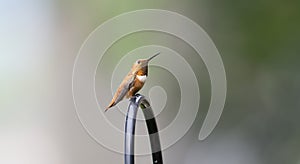 Adult Male Brilliant Rufous Hummingbird Selasphorus rufus