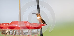 Adult Male Brilliant Rufous Hummingbird Selasphorus rufus