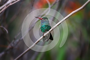 Adult Male Broad-billed Hummingbird