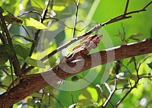 An adult male brown basilisk taking a sun bath