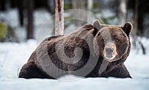 Adult male of Brown Bear lies in the snow in winter forest at night twilight.