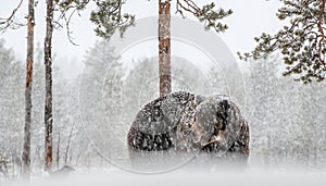 Adult Male of Brown bear in the snow. Snow Blizzard in the winter forest.
