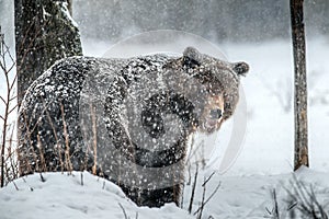 Adult Male of Brown bear in the snow. Snow Blizzard in the winter forest.