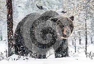 Adult Male of Brown bear in the snow. Snow Blizzard in the winter forest.