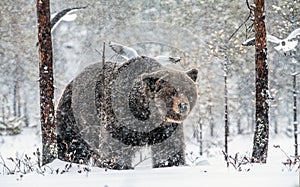 Adult Male of Brown bear in the snow. Snow Blizzard in the winter forest. Snowfall