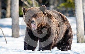 Adult Male of Brown Bear on the snow in winter forest.