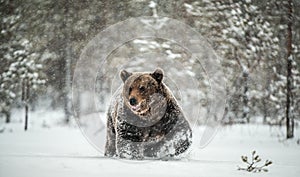 Adult Male of Brown  Bear walks through the winter forest in the snow.