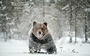 Adult Male of Brown  Bear walks through the winter forest in the snow. Front view.