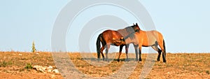 Adult Male Buckskin Stallion nursing from a mare in the Pryor Mountains Wild Horse Range on state border of Montana Wyoming USA