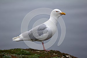 Adult male Burgomaster gull Larus hyperboreus in Arctic photo