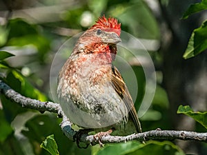 Adult Male Cassin\'s Finch