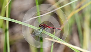 Adult Male Cherry-faced Meadowhawk Sympetrum internum Dragonfly Perched on Green Vegetation at a Marsh