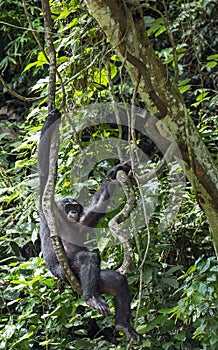 Adult male of Chimpanzee bonobo ( Pan paniscus) on tree branches. Green forest natural background.