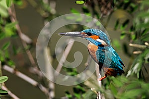 Adult male of common kingfisher Alcedo atthis also known as the Eurasian kingfisher perched on a branch photo